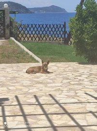 Photo 8 - Cottage 230 m² in Attica