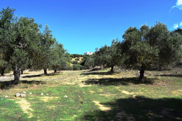 Image No.5-Terre à vendre à Apokoronas