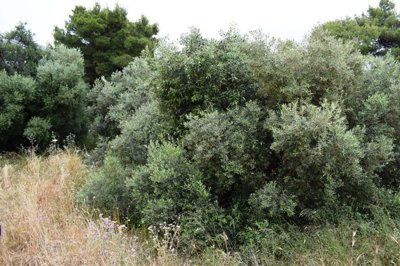 Photo 5 - Land 0 m² in Crete