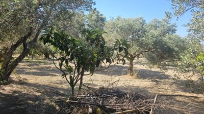 Photo 8 - Cottage 49 m² in Crete