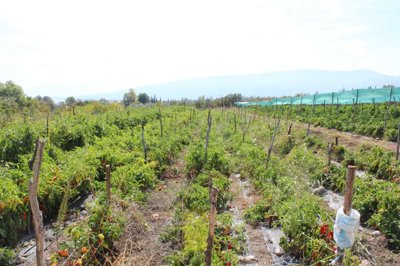 Photo 10 - Cottage 250 m² in Central Macedonia
