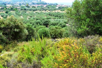Photo 3 - Land 5171 m² in Central Macedonia