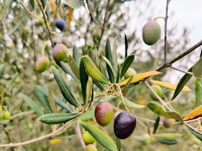 Image No.2-3 Bed House for sale