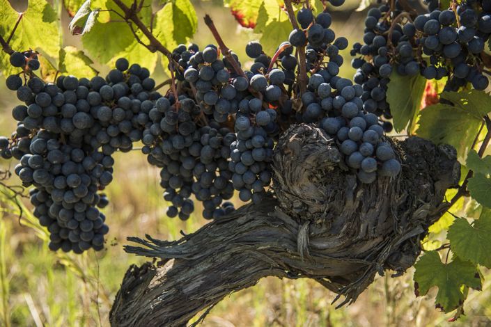 Image No.2-5 Bed House for sale