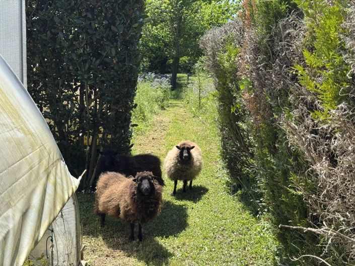 Image No.14-3 Bed House for sale