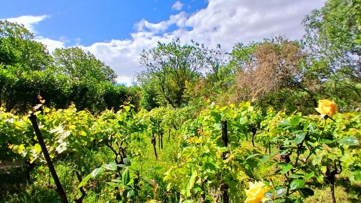 Image No.10-6 Bed House for sale