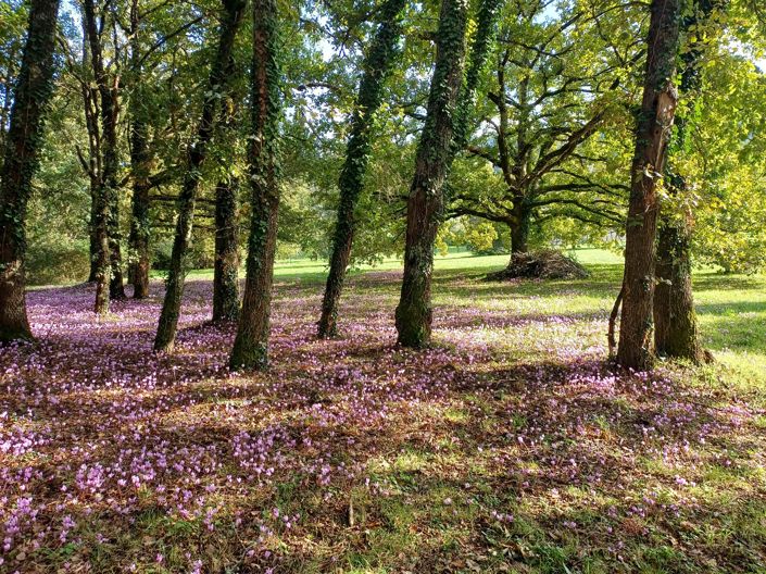Image No.14-Maison de 4 chambres à vendre à Sarlat-la-Canéda