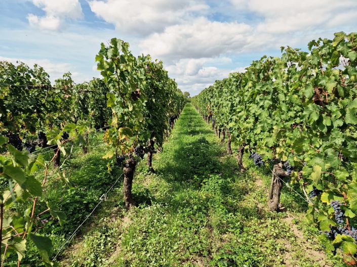 Image No.1-Maison de 6 chambres à vendre à Saint-Emilion