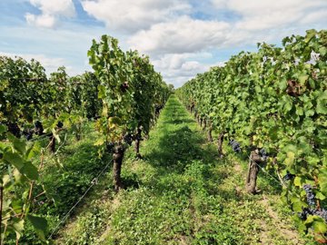 86e1a6f1c786a3f396b35e028e18e4f9992d93ccda400