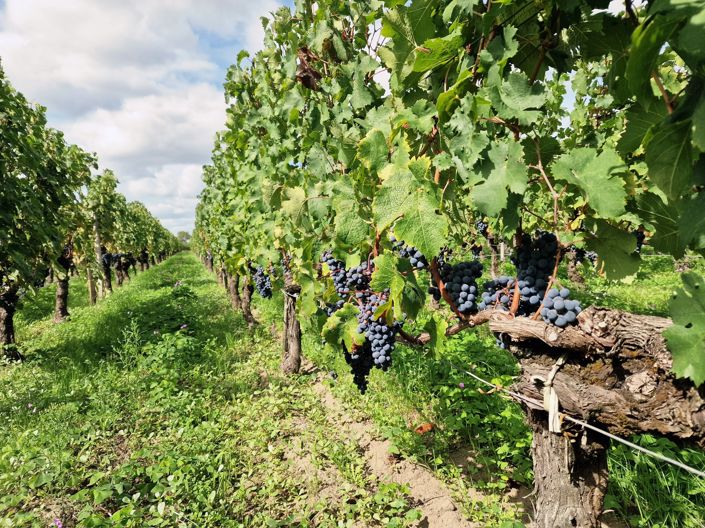 Image No.10-Maison de 6 chambres à vendre à Saint-Emilion