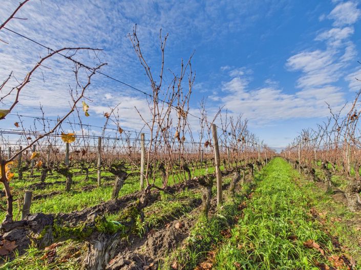 Image No.12-Maison de 6 chambres à vendre à Saint-Emilion