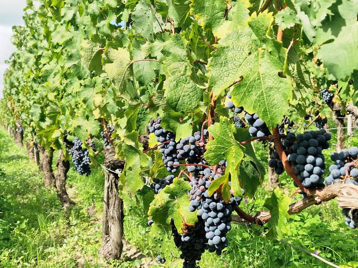 Image No.3-Maison de 6 chambres à vendre à Saint-Emilion