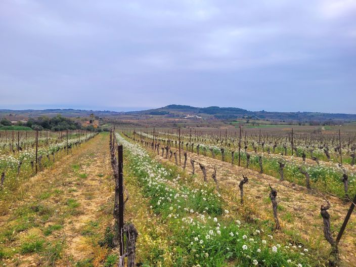 Image No.2-Maison à vendre à Herault