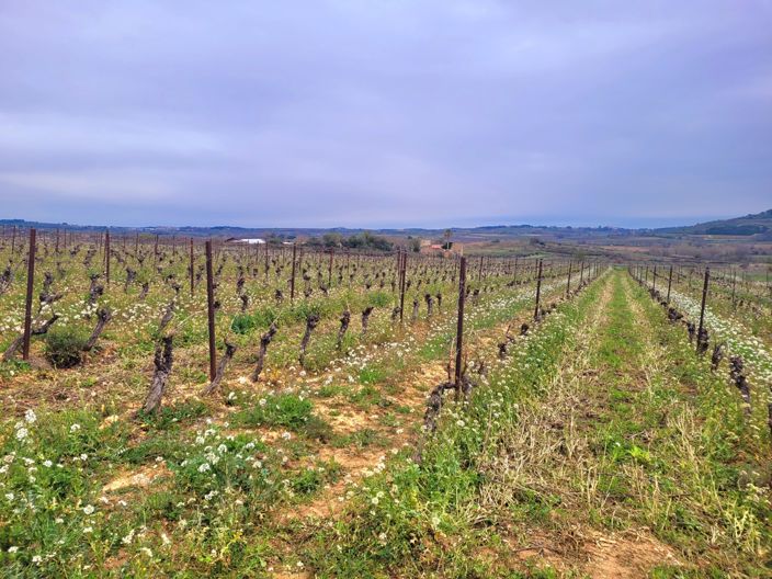 Image No.4-Maison à vendre à Herault