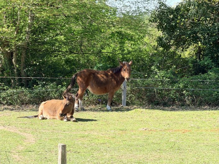 Image No.3-Maison de 3 chambres à vendre à Magnac-Laval