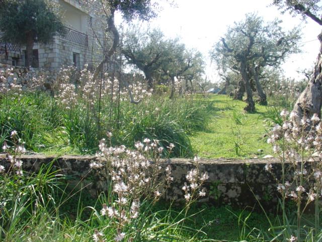 Image No.15-Maison de 3 chambres à vendre à Messinia