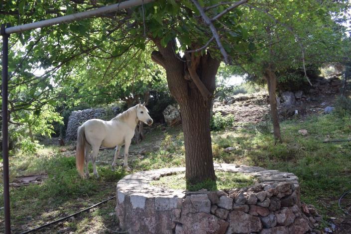 Image No.13-Ferme de 2 chambres à vendre à Kalamata