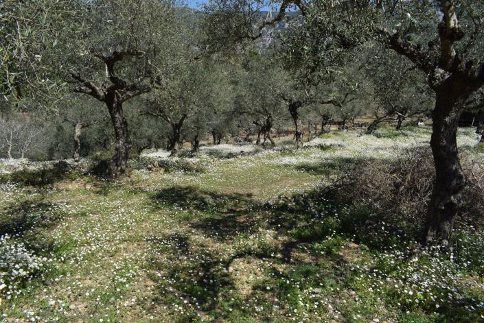 Image No.6-Bungalow à vendre à Messinia