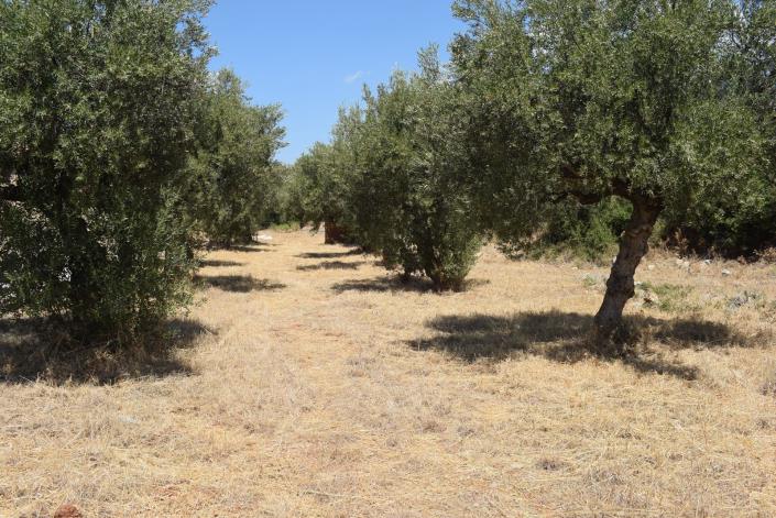 Image No.5-Terrain à vendre à Agios Nikolaos