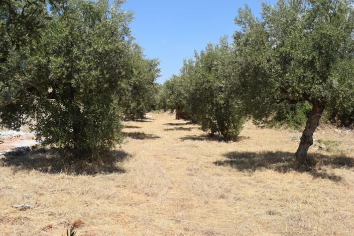 Image No.7-Terrain à vendre à Agios Nikolaos
