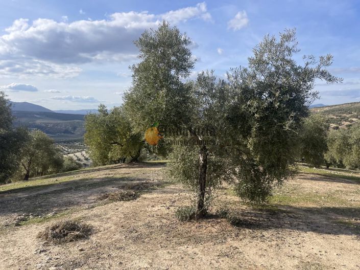 Image No.40-Propriété de 3 chambres à vendre à Salar