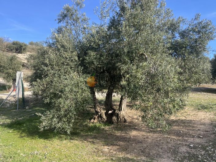 Image No.42-Propriété de 3 chambres à vendre à Salar