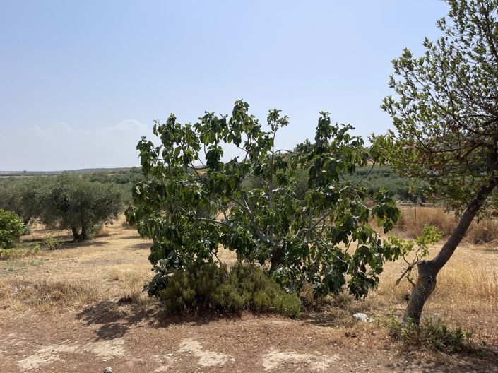 Image No.18-Propriété de 1 chambre à vendre à Moraleda de Zafayona