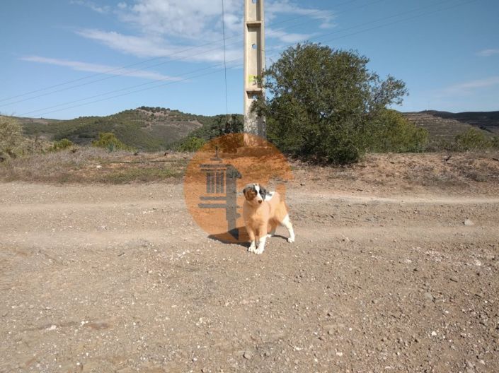 Image No.15-Ferme à vendre à Alcoutim