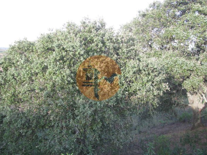 Image No.34-Plot for sale