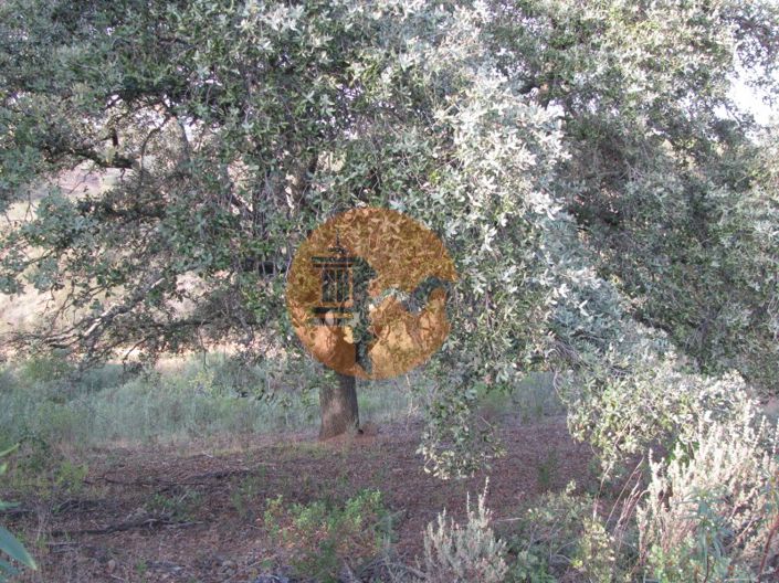 Image No.40-Plot for sale