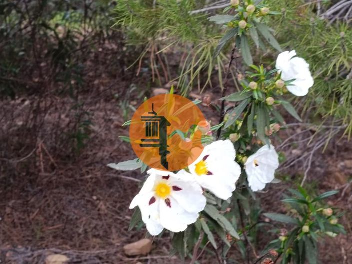 Image No.33-Terrain à vendre à Castro Marim