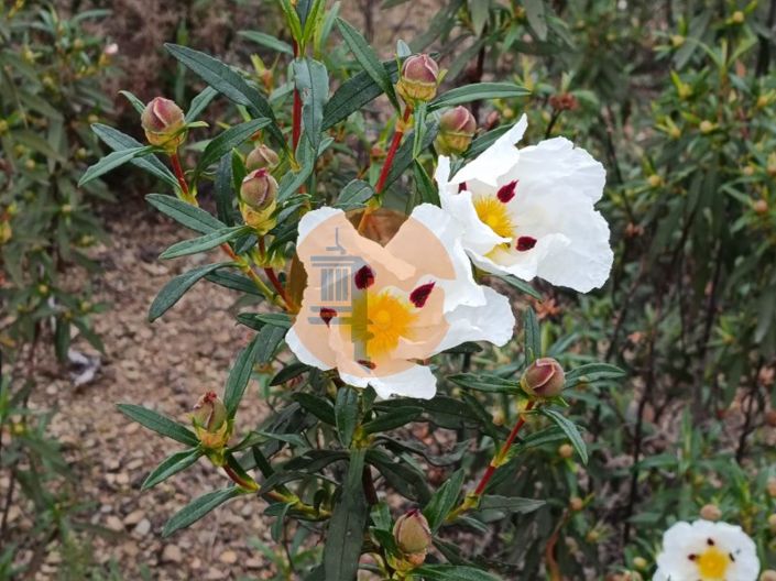 Image No.25-Terrain à vendre à Castro Marim