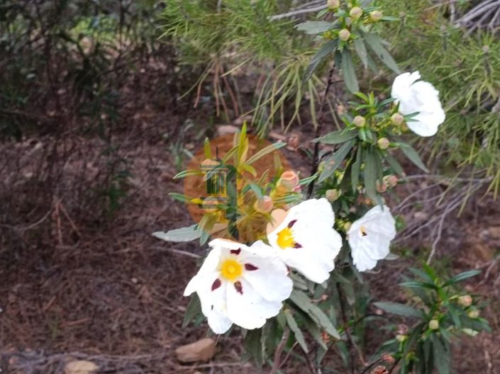 Image No.27-Terrain à vendre à Castro Marim