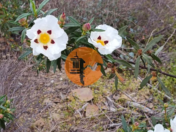 Image No.9-Terrain à vendre à Castro Marim