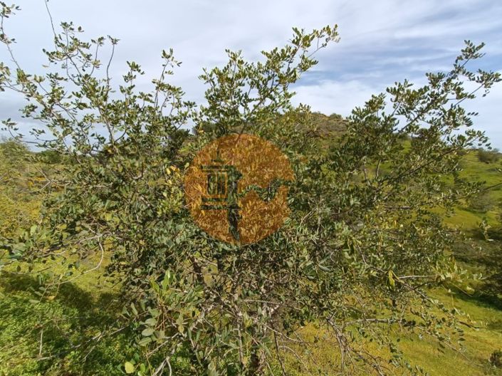 Image No.29-Plot for sale