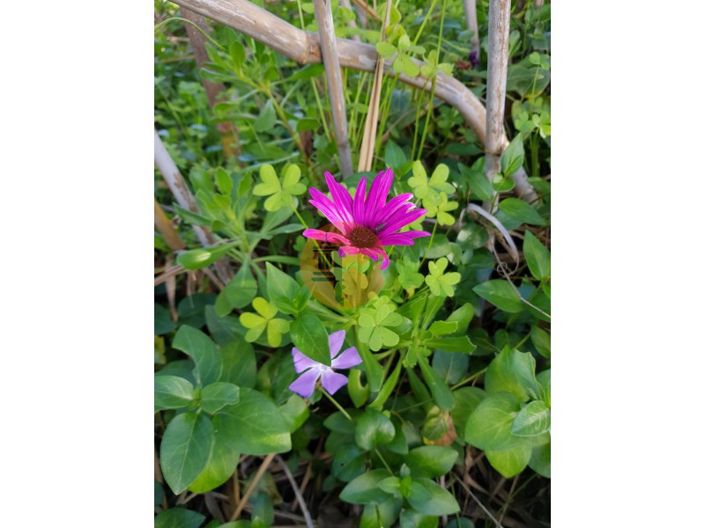 Image No.39-Plot for sale