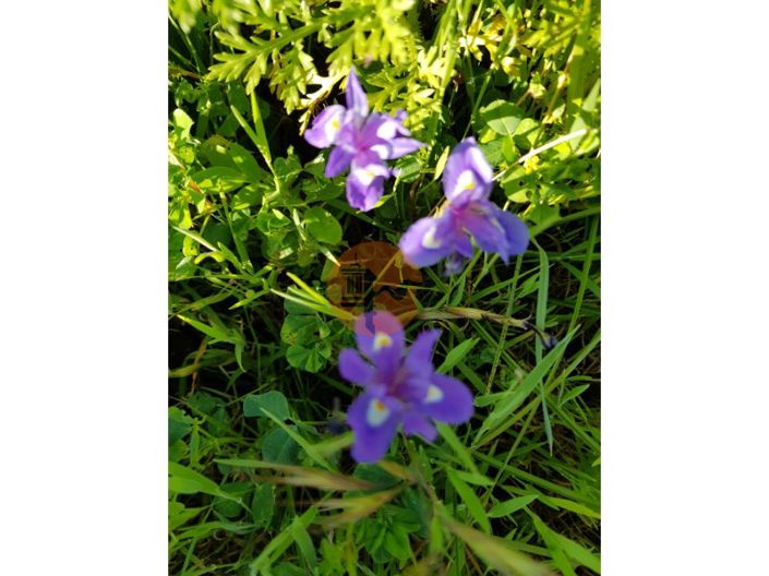 Image No.40-Plot for sale