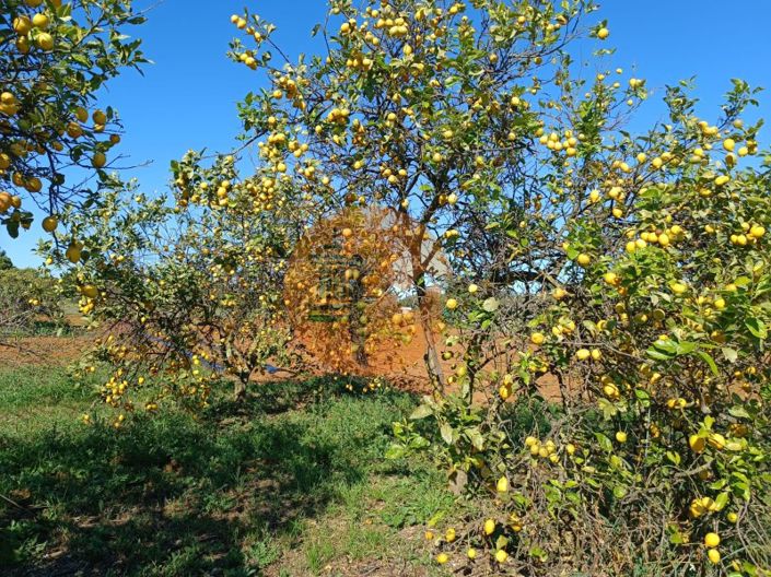 Image No.77-4 Bed Farmhouse for sale