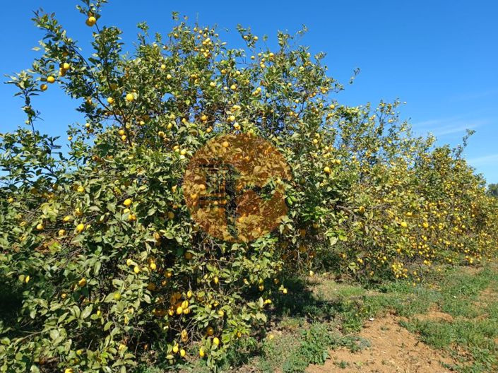 Image No.79-4 Bed Farmhouse for sale