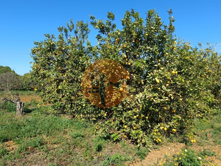 Image No.80-4 Bed Farmhouse for sale