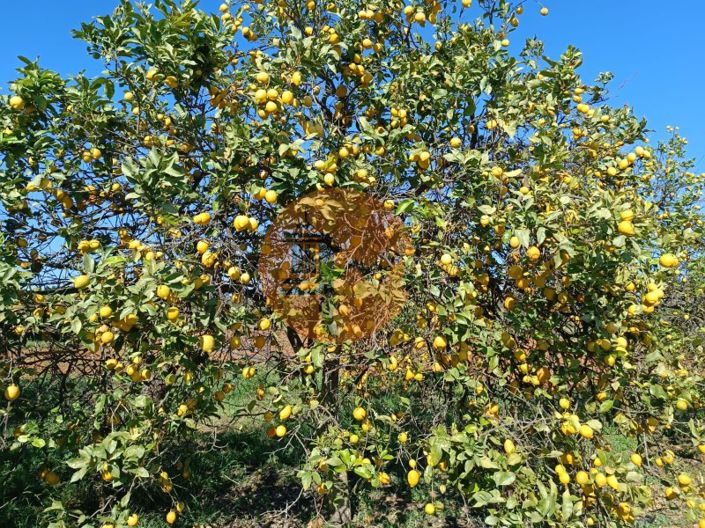 Image No.81-4 Bed Farmhouse for sale