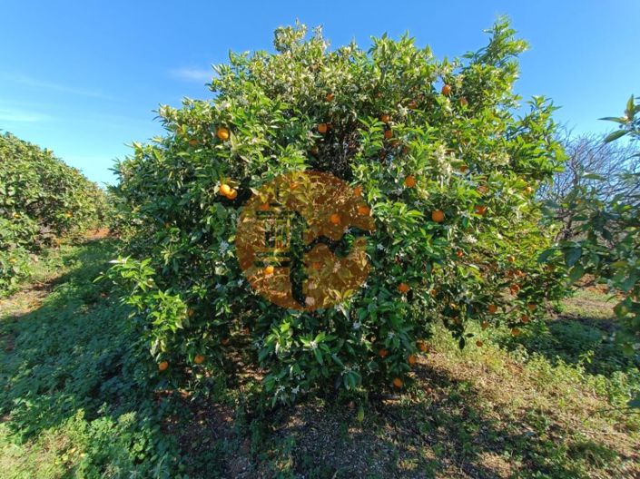 Image No.83-4 Bed Farmhouse for sale