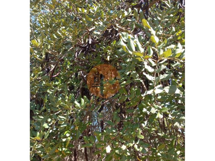 Image No.44-Plot for sale