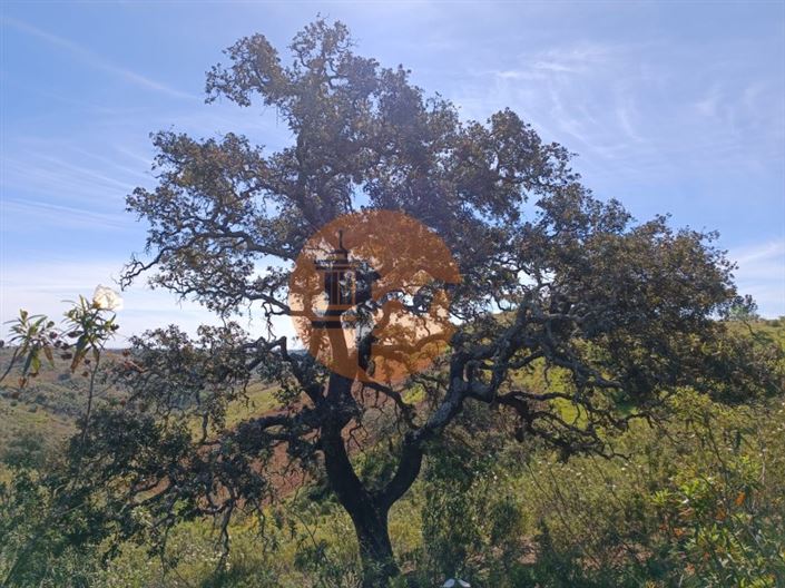 Image No.3-Plot for sale