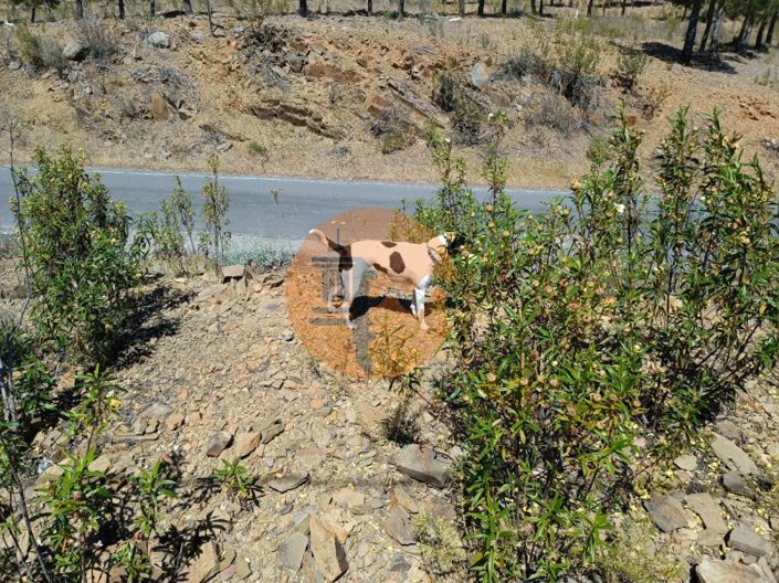 Image No.3-Plot for sale