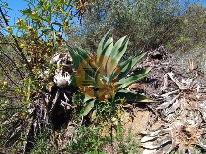 Image No.8-Plot for sale