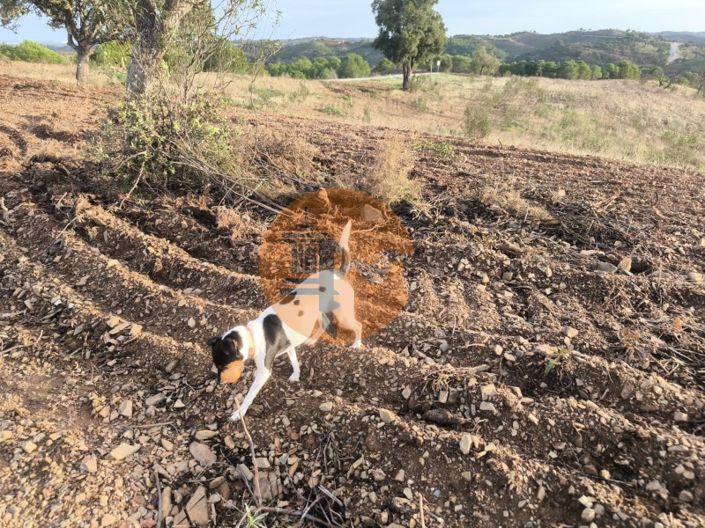 Image No.27-Plot for sale