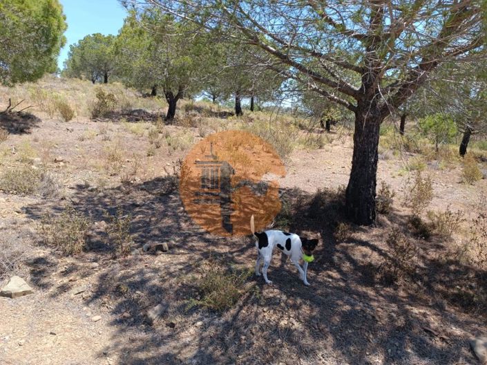 Image No.12-Plot for sale