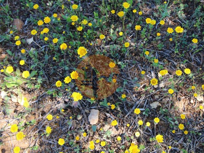 Image No.16-Terrain à vendre à Faro City