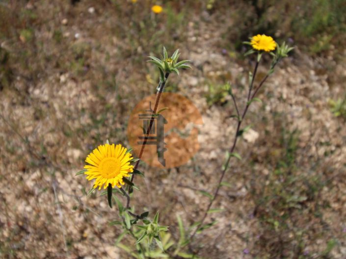 Image No.12-Terrain à vendre à Faro City